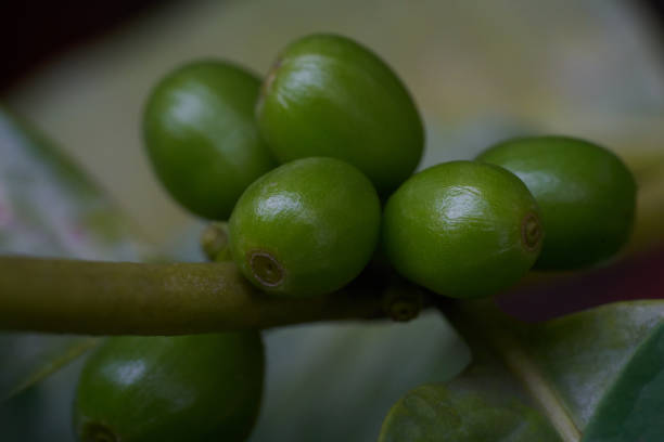 Top 6 Green Coffee Suppliers in South Africa in 2025: A Strategic Guide for Buyers