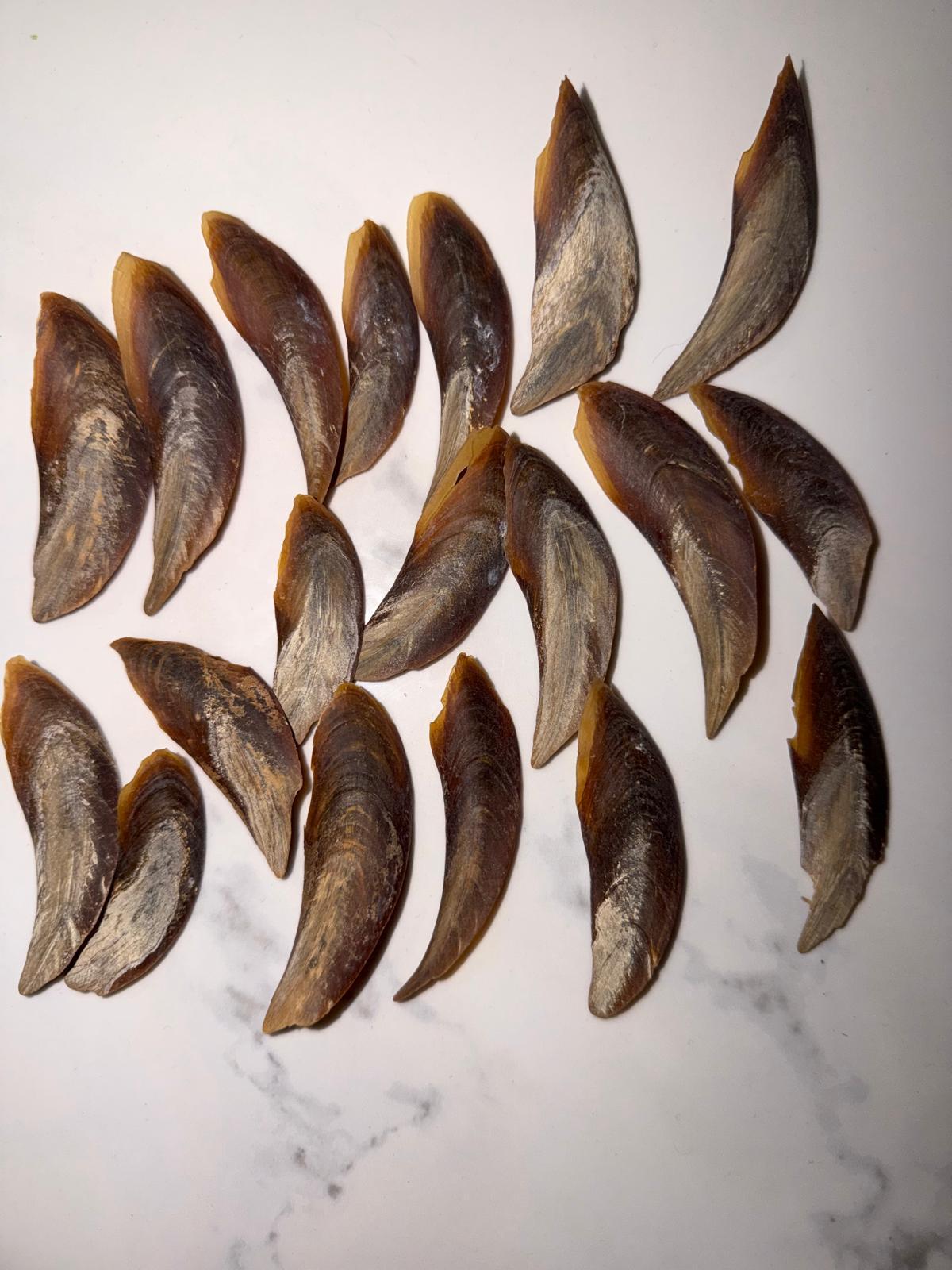 Natural Dried Conch Operculums View 2