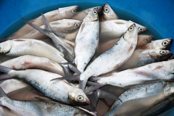 Top 5 Fish Suppliers in Switzerland in May 2025: Navigating the Evolving Swiss Seafood Market