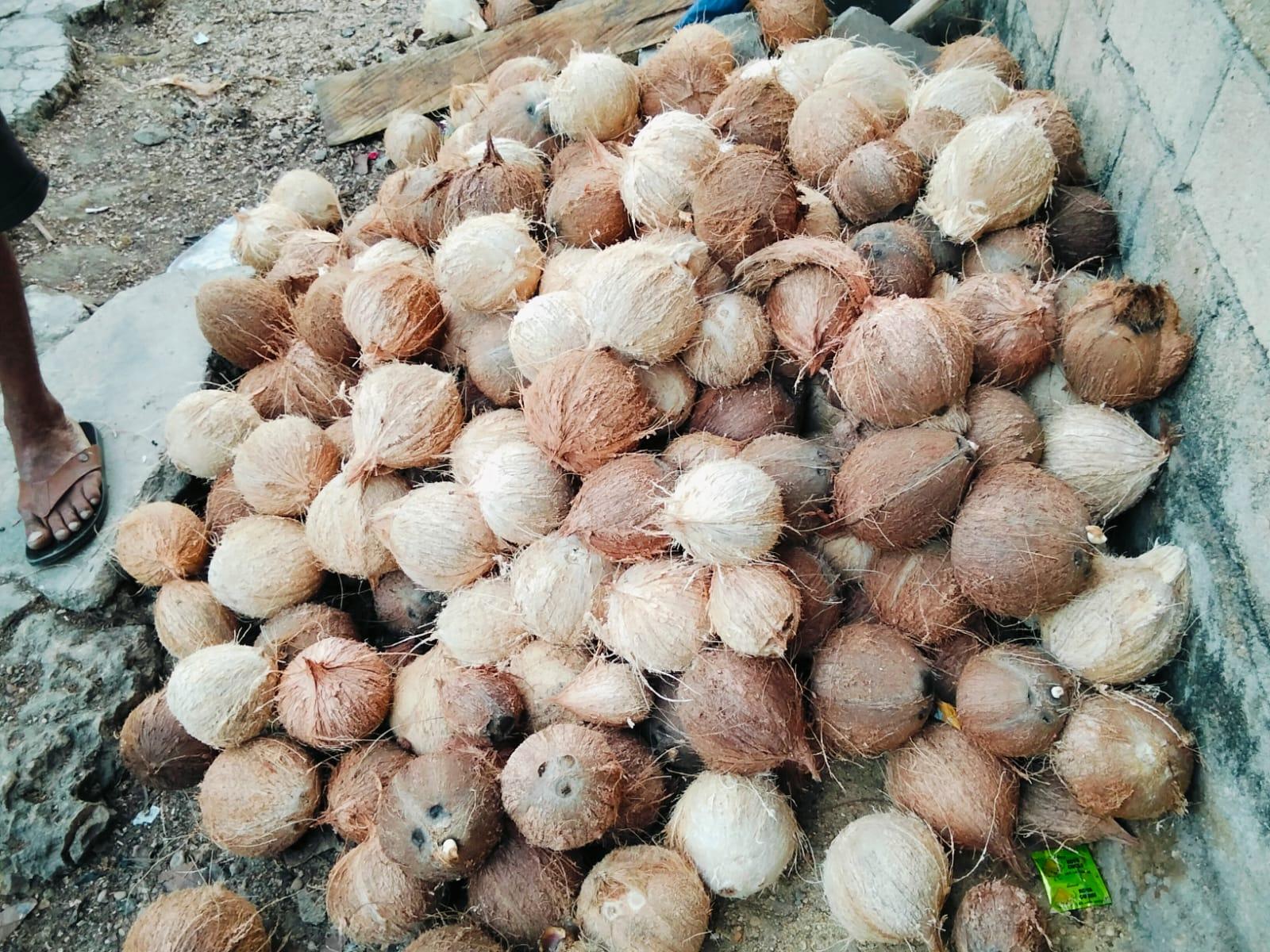 semi husked coconut
