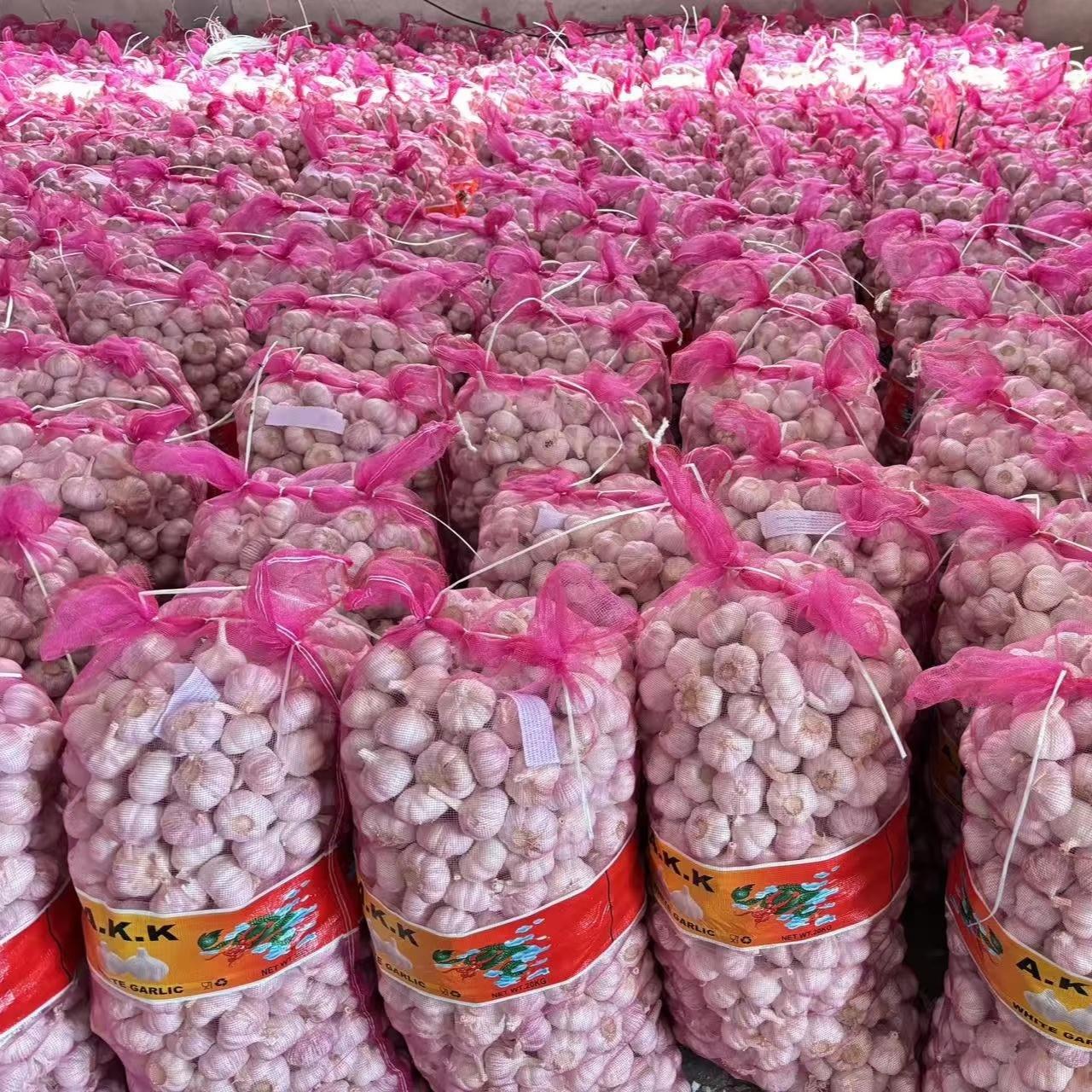 Wholesale Bulk Fresh White Garlic Professional Supplier of Fresh Vegetables