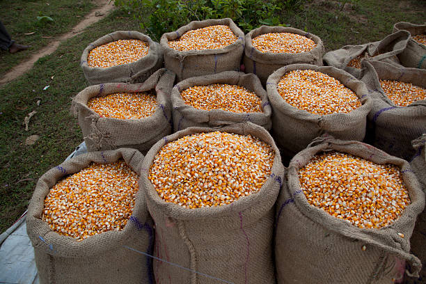 A Comprehensive Guide to Sourcing High-Quality Corn: Top 7 Corn Suppliers in China in Quarter 3 of 2025