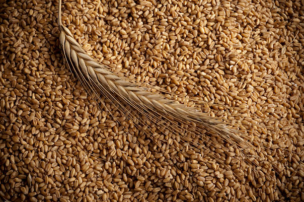 Top 5 Grain Suppliers in Ukraine in Year 2025 – Deep Dive into Ukraine’s Grain Export Market