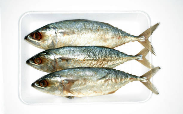 Top 5 Fish Suppliers in United States in Quarter 3 of 2025