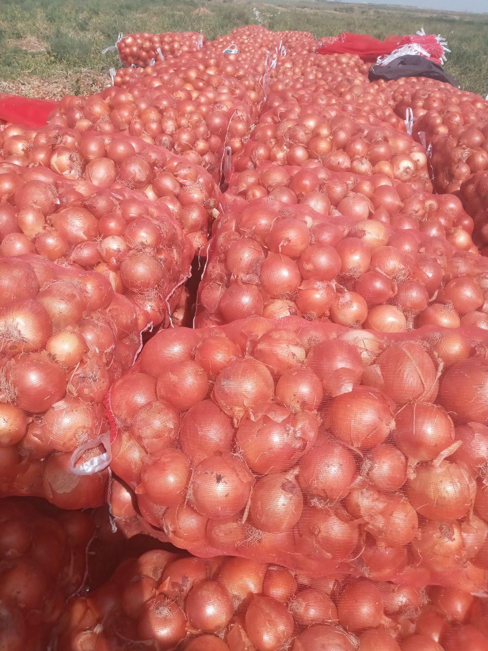 Yellow Onion Products