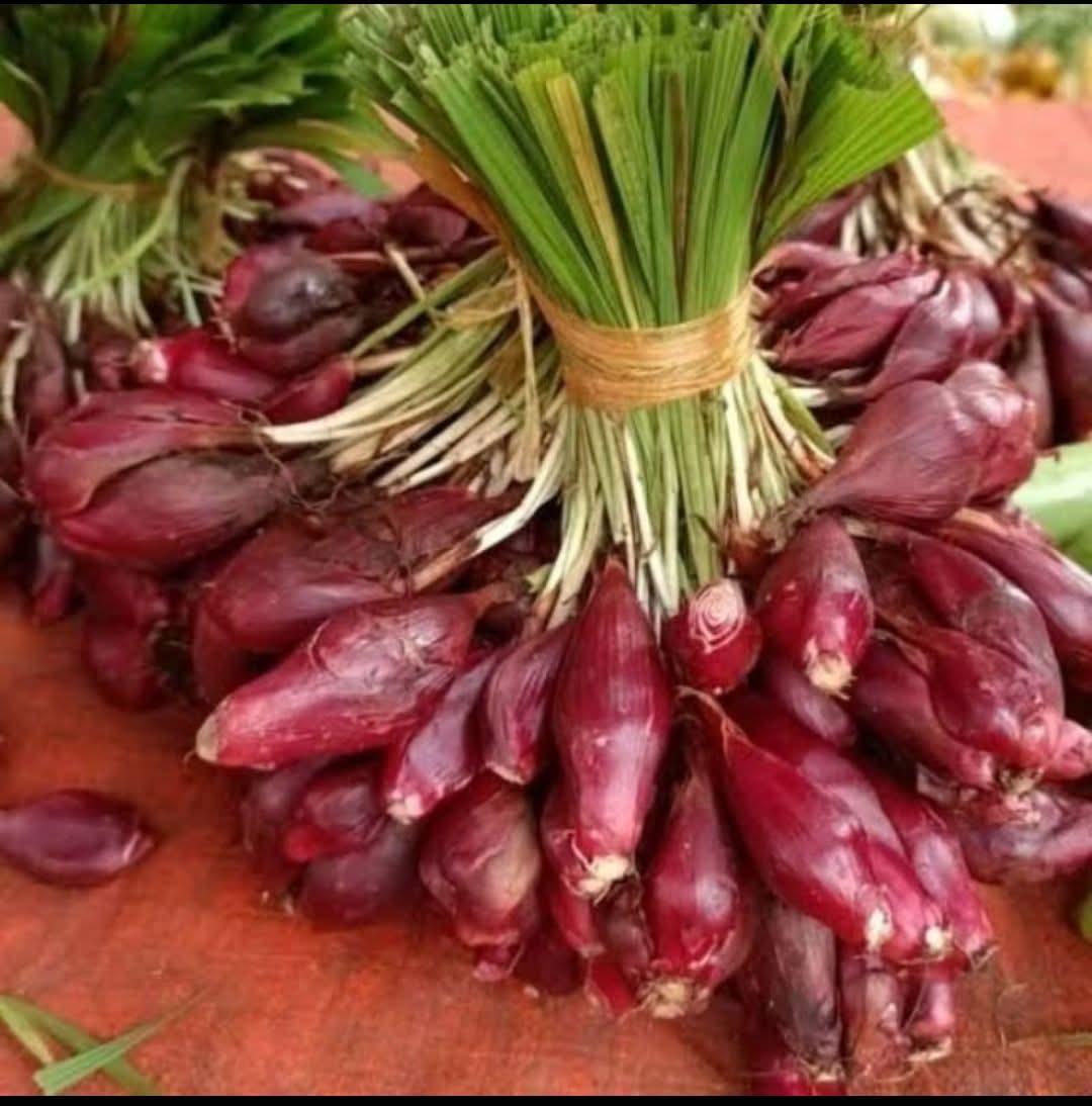 Dayak Unions for Herbal Materials