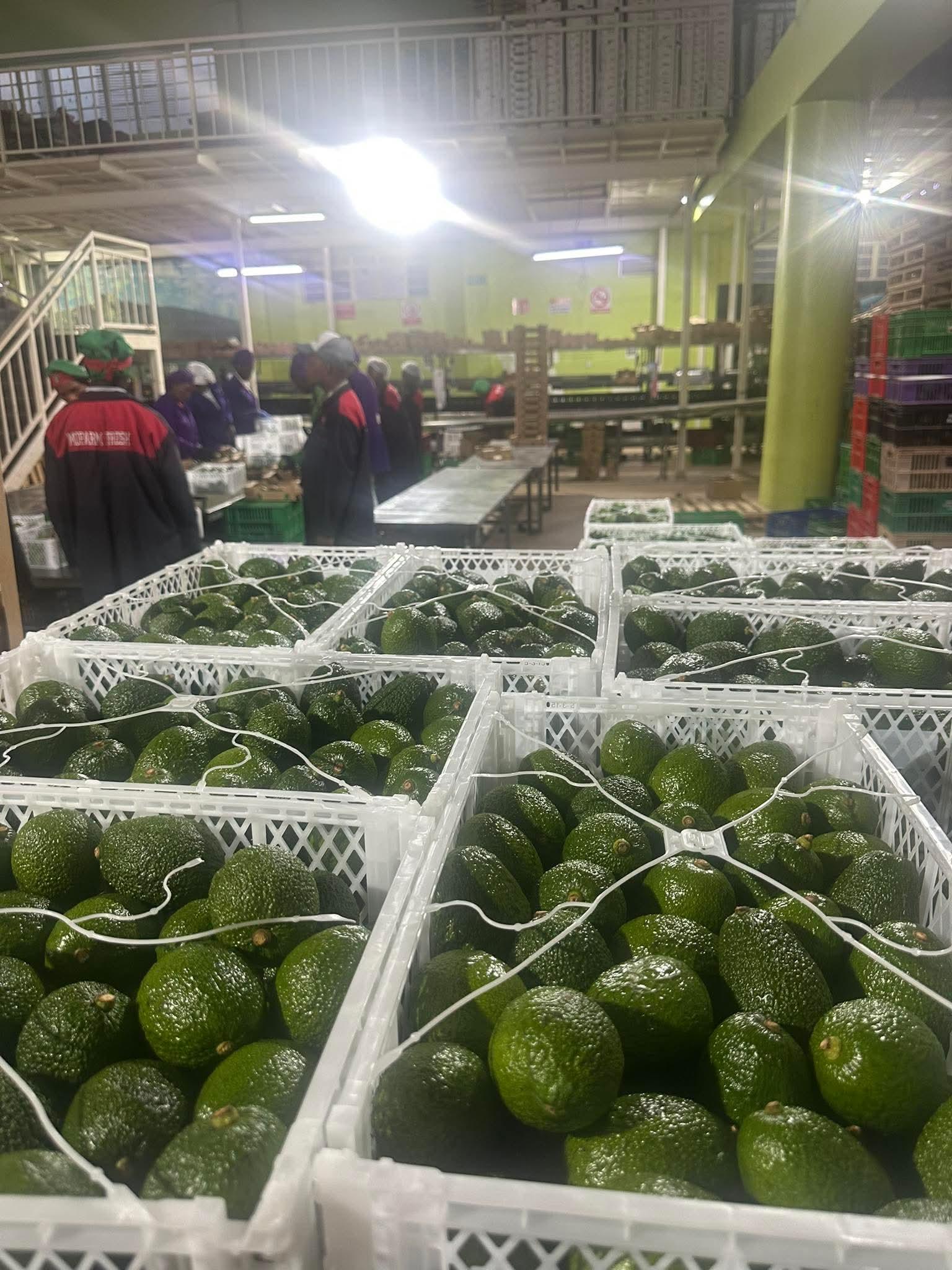 Fresh Avocado