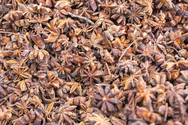 Your Expert Guide to Procuring Top-Tier Star Anise: Top 7 Star Anise Suppliers in Bangladesh in Year 2025