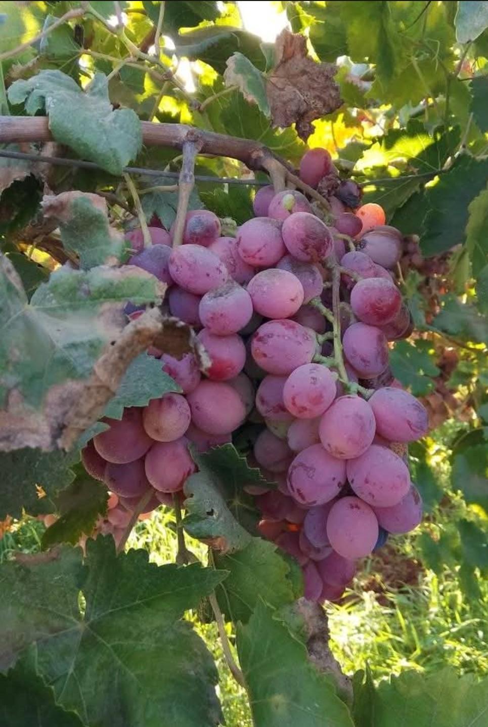 Fresh Red Globe Grapes Algeria 2026