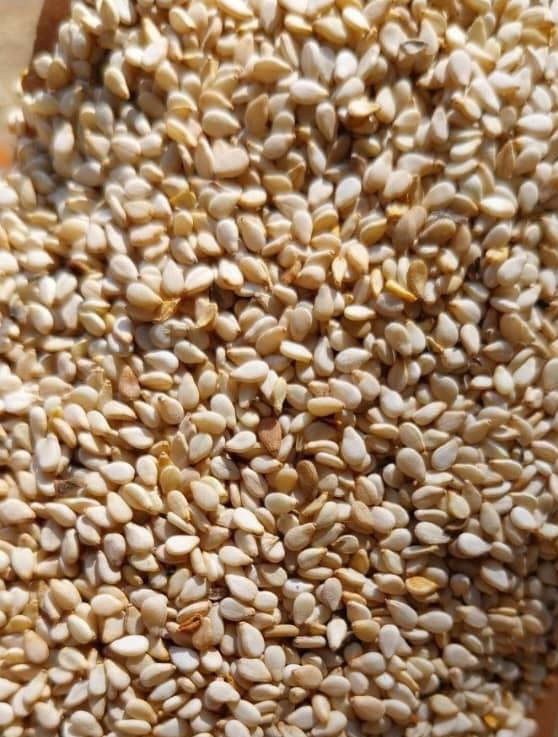 Sesame Seed Image 3