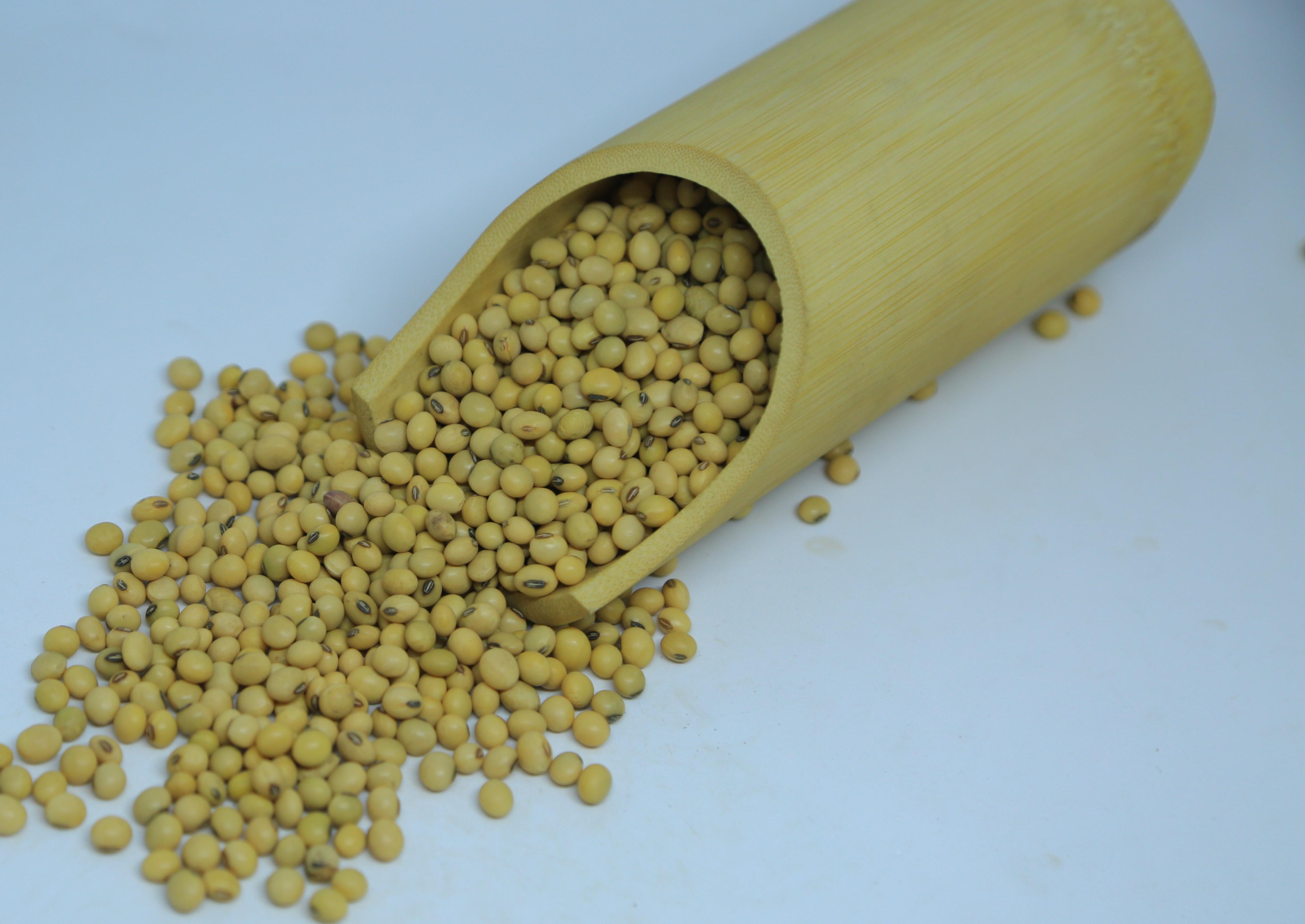 2024 Harvest Ethiopian Soya Beans - 14% Max Moisture, Grade 1 Quality, Bulk Quantity Available