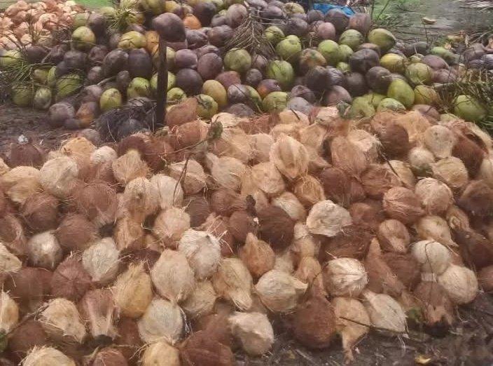 Mature fresh Coconut 