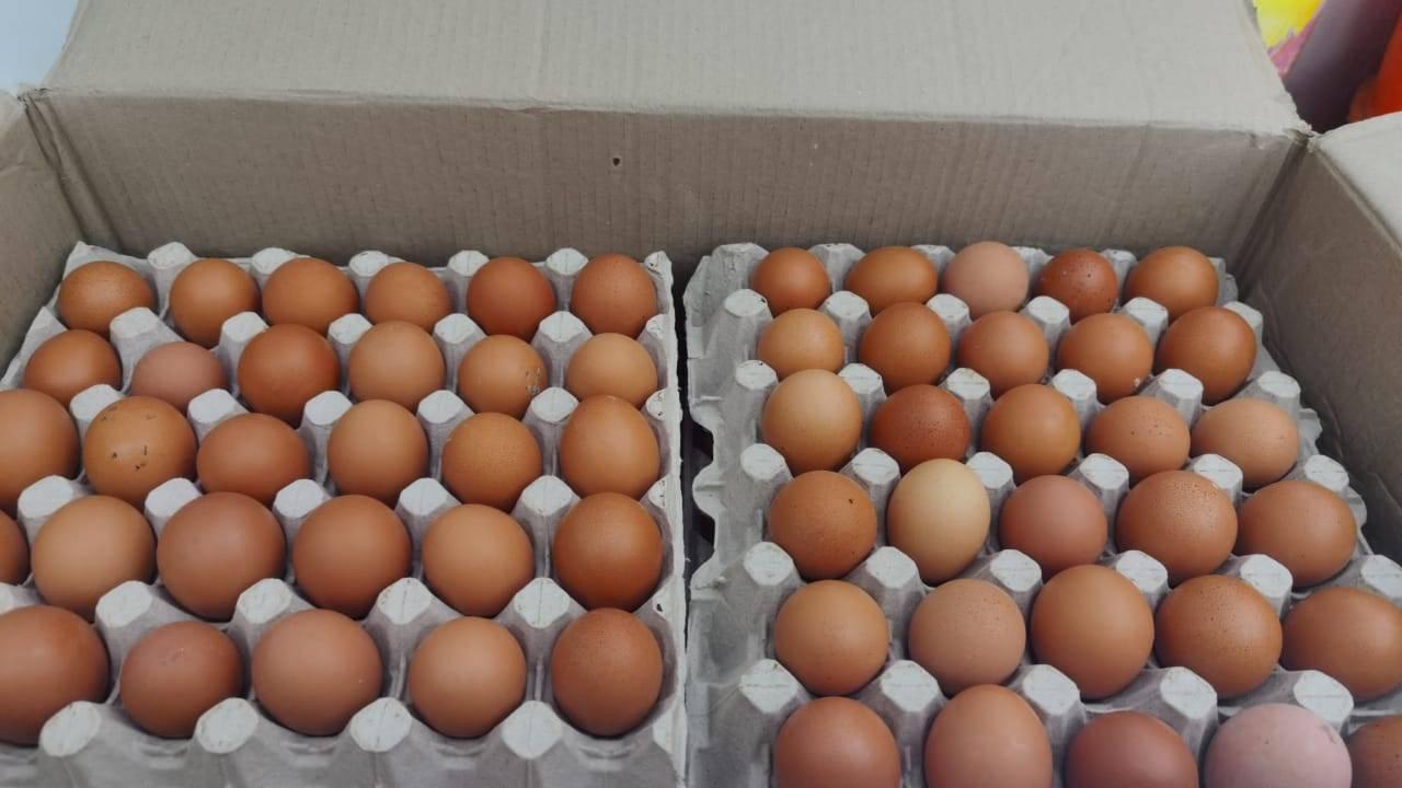 Fresh chicken eggs