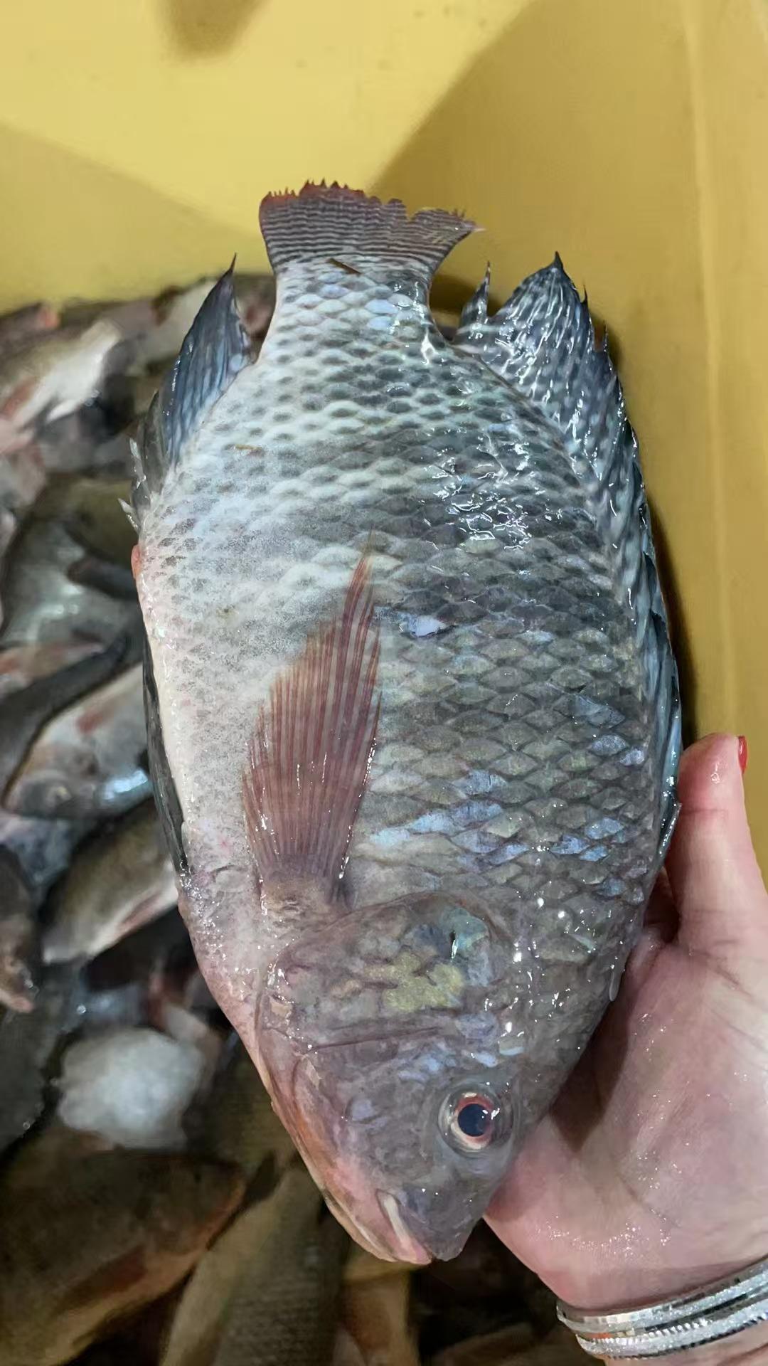 Discover the Top 4 Frozen Fish suppliers in China - 4