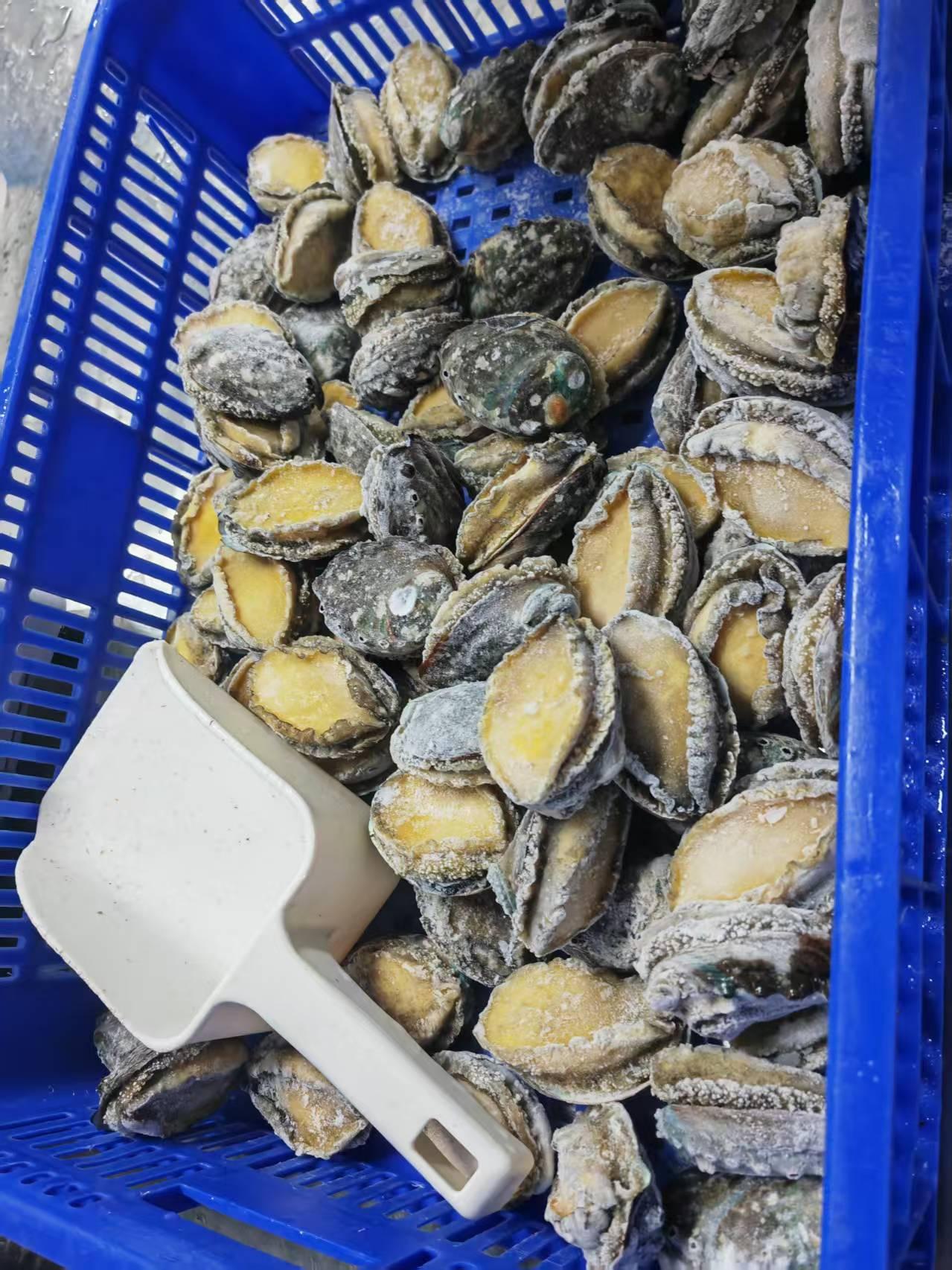 Frozen Abalone