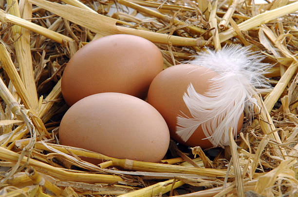 Top 10 Chicken Eggs Suppliers in France in July 2025