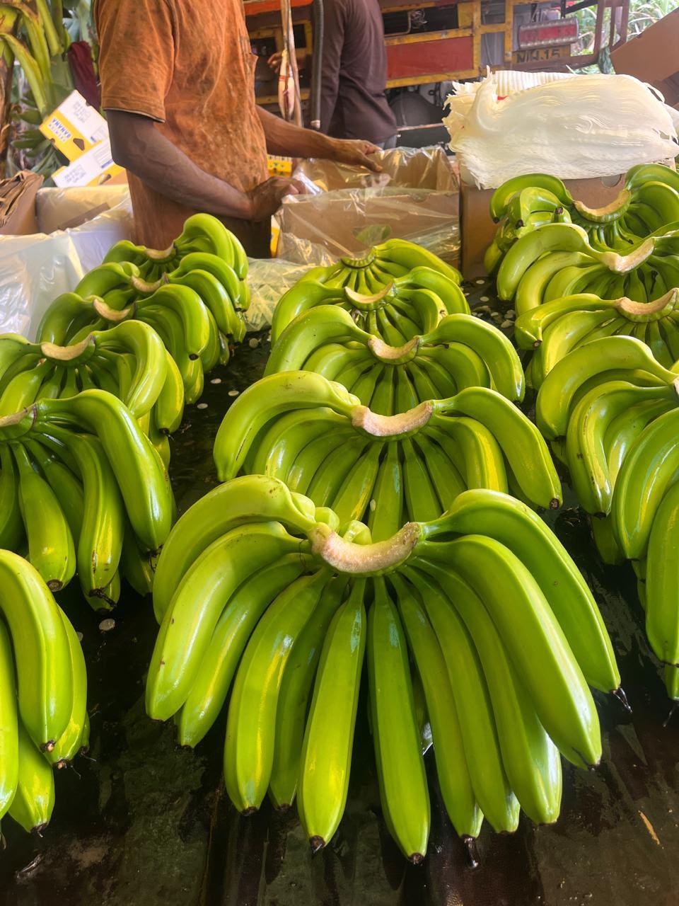 Fresh G9 Cavendish Banana 