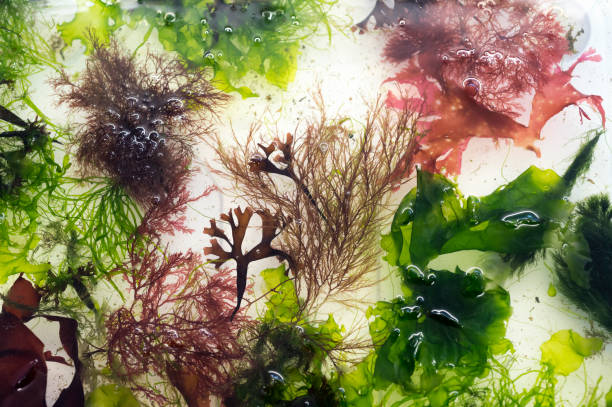 Top 4 Seaweeds Suppliers in Vietnam in July 2025: Navigating a Rapidly Shifting Market