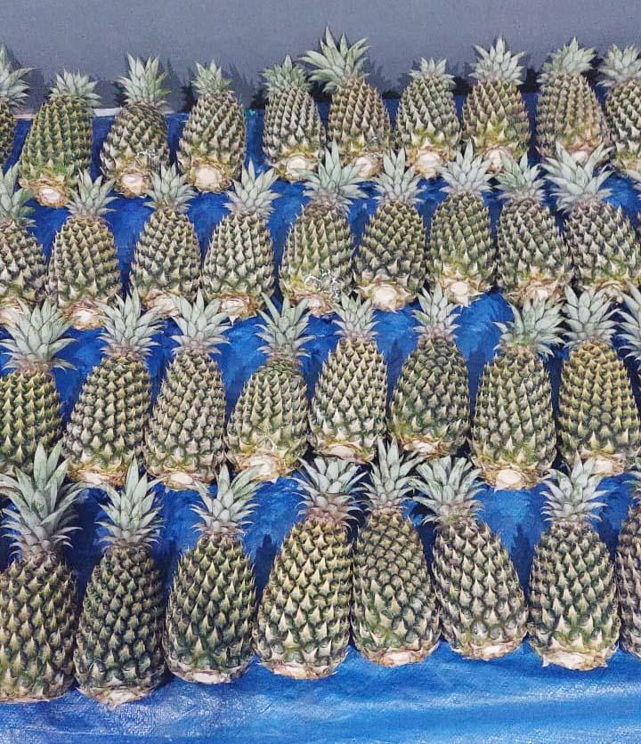 Harvested Pineapples