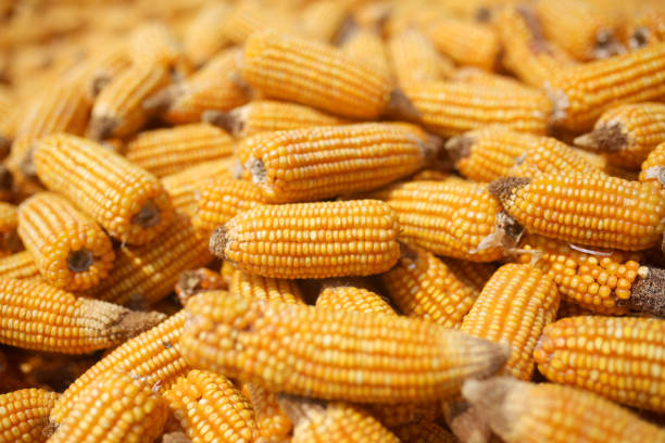 Top 9 Maize Suppliers in Italy in Quarter 3 of 2025