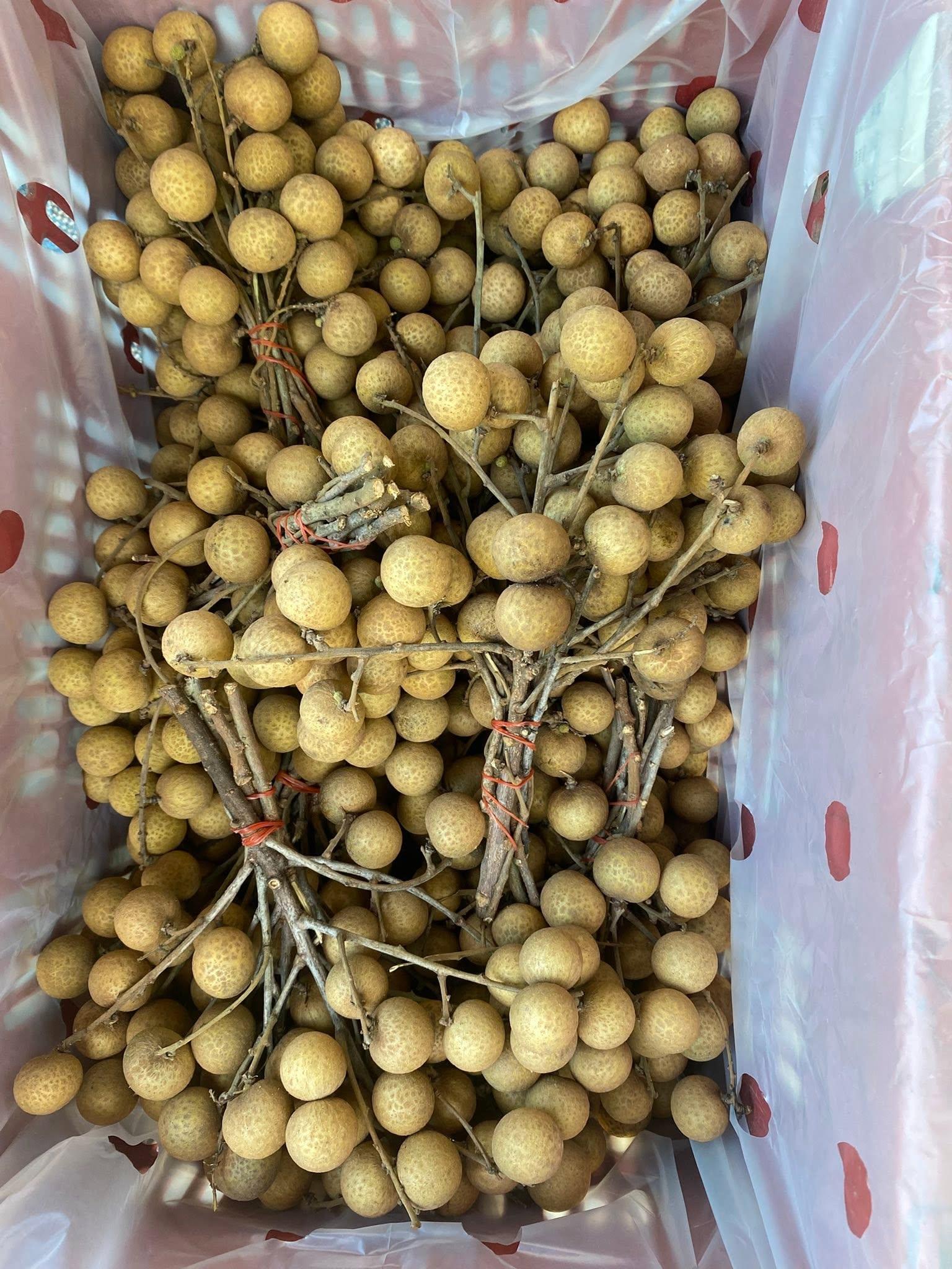 Fresh Longan