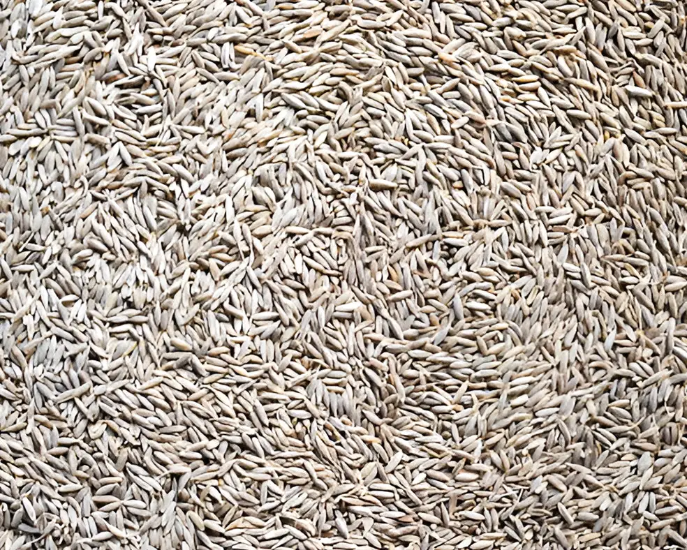 Premium Grade Cumin Seeds 99% Machine Clean;Premium Grade Cumin Seeds 99% Machine Clean