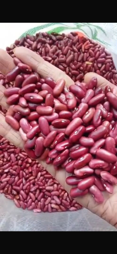 Long Red Kidney beans LRKB