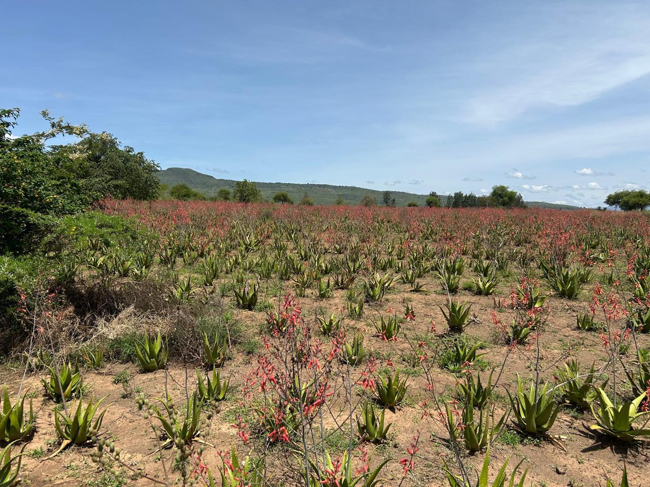 Natural Aloe Ingredients