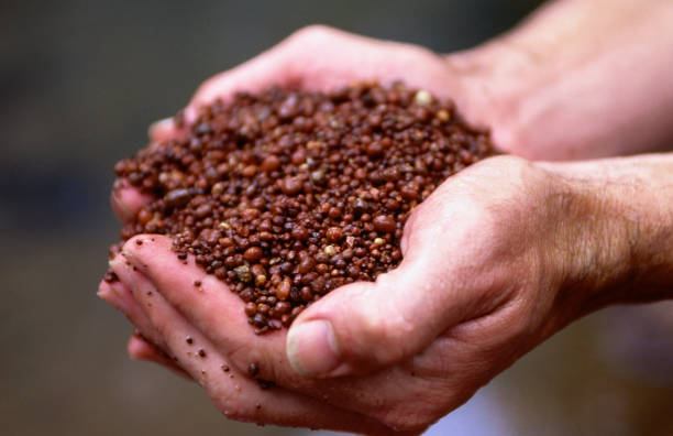 Top 6 Fertilizers Suppliers in Belgium in Quarter 3 of 2025