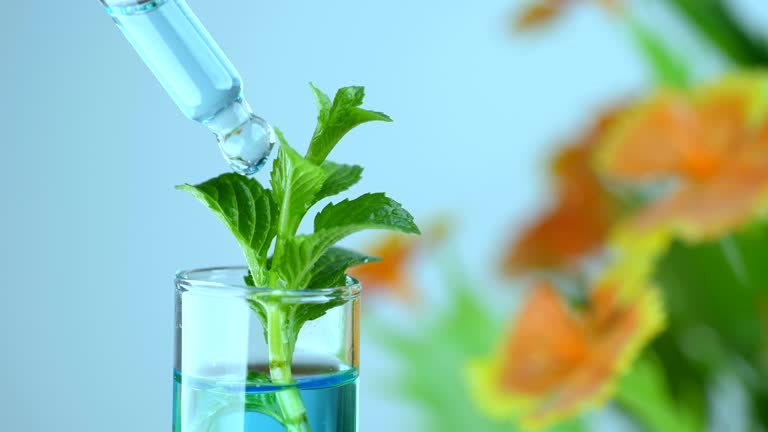 A Comprehensive Guide to Sourcing High-Quality Plants Plant Extracts: Top 4 Plants Plant Extracts Suppliers in Switzerland in July 2025