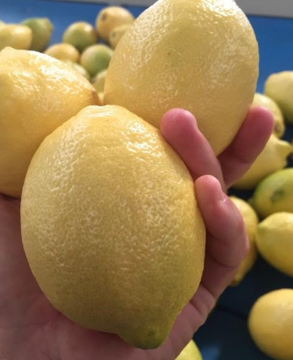 Lemon
