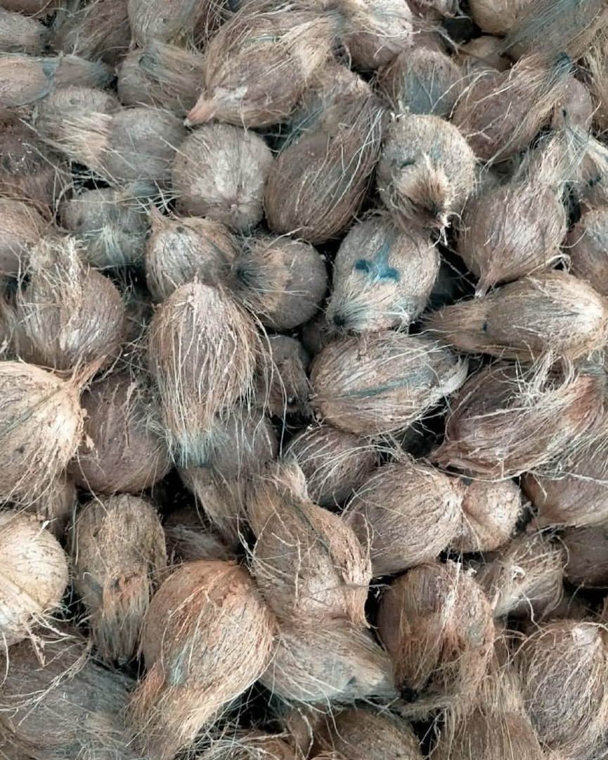 TROPICAL FRESH COCONUTS For Sale Naturally Refreshing,Premium Quality Coconuts Medium Size 11.7kg Bags