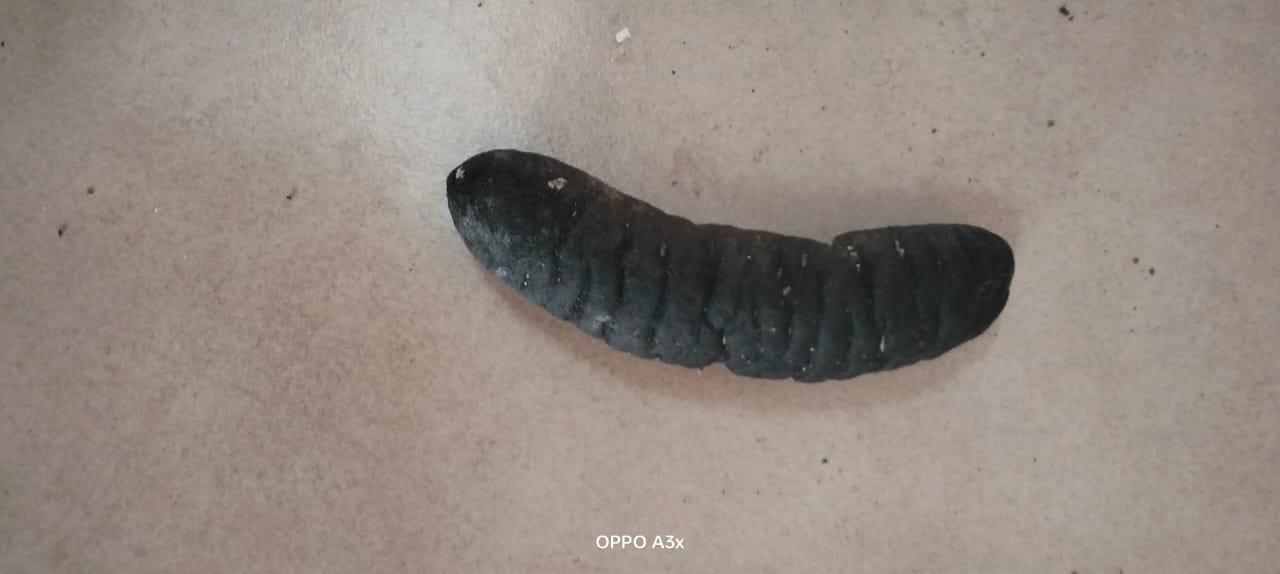 Dried Sea cucumbers