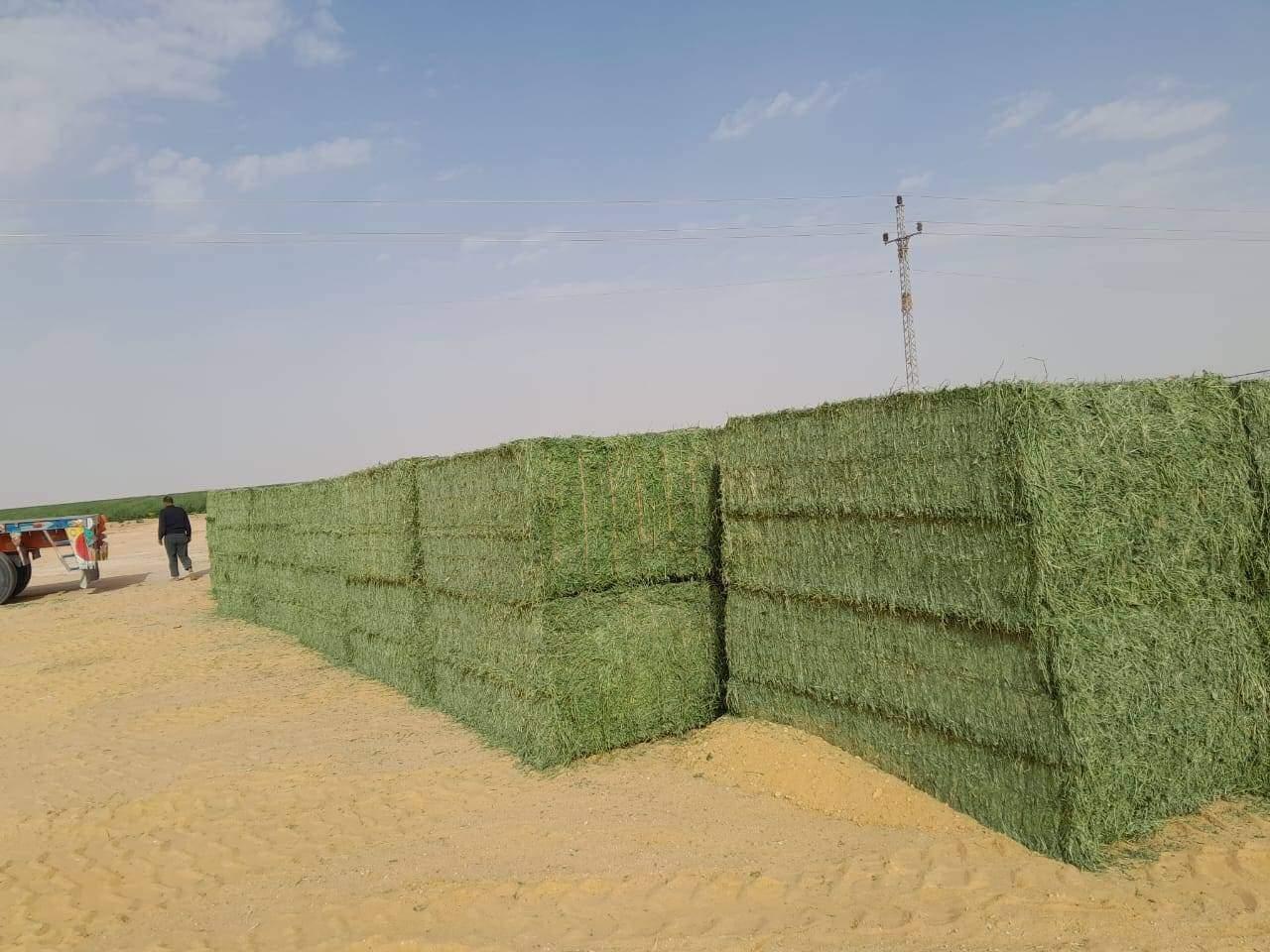 Premium Egyptian Alfalfa Hay Bales