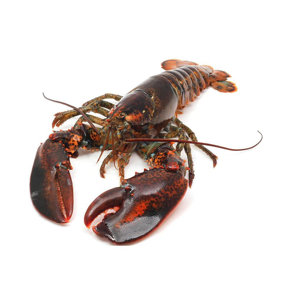Frozen Fresh Jumbo Size Live Rock Lobster Green Lobster with Whole Tail in Box Cooked and Dried Styles for Food