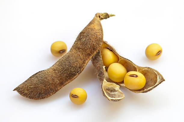 Top 7 Soybean Suppliers in Brazil in Week 14 of 2025