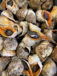 Frozen Sea Conch Meat / Abalone For Sale