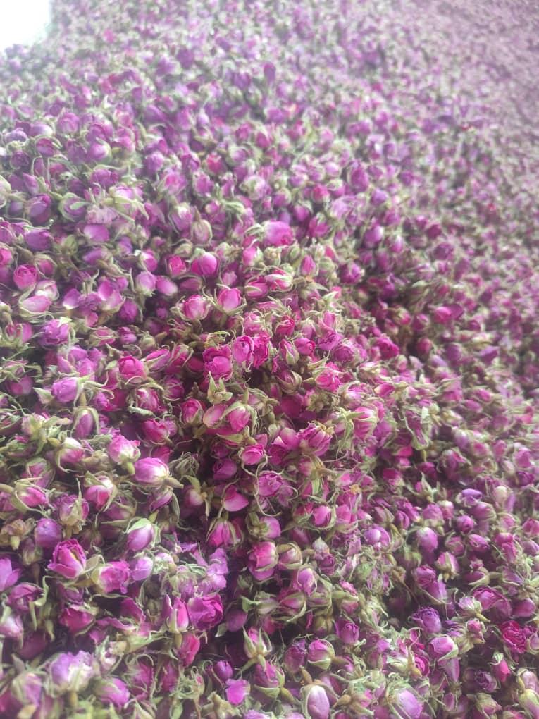 Lalehzar Rose Buds