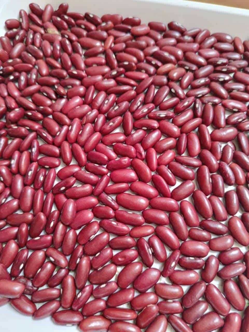 Egyptian red kidney beans _ Organic