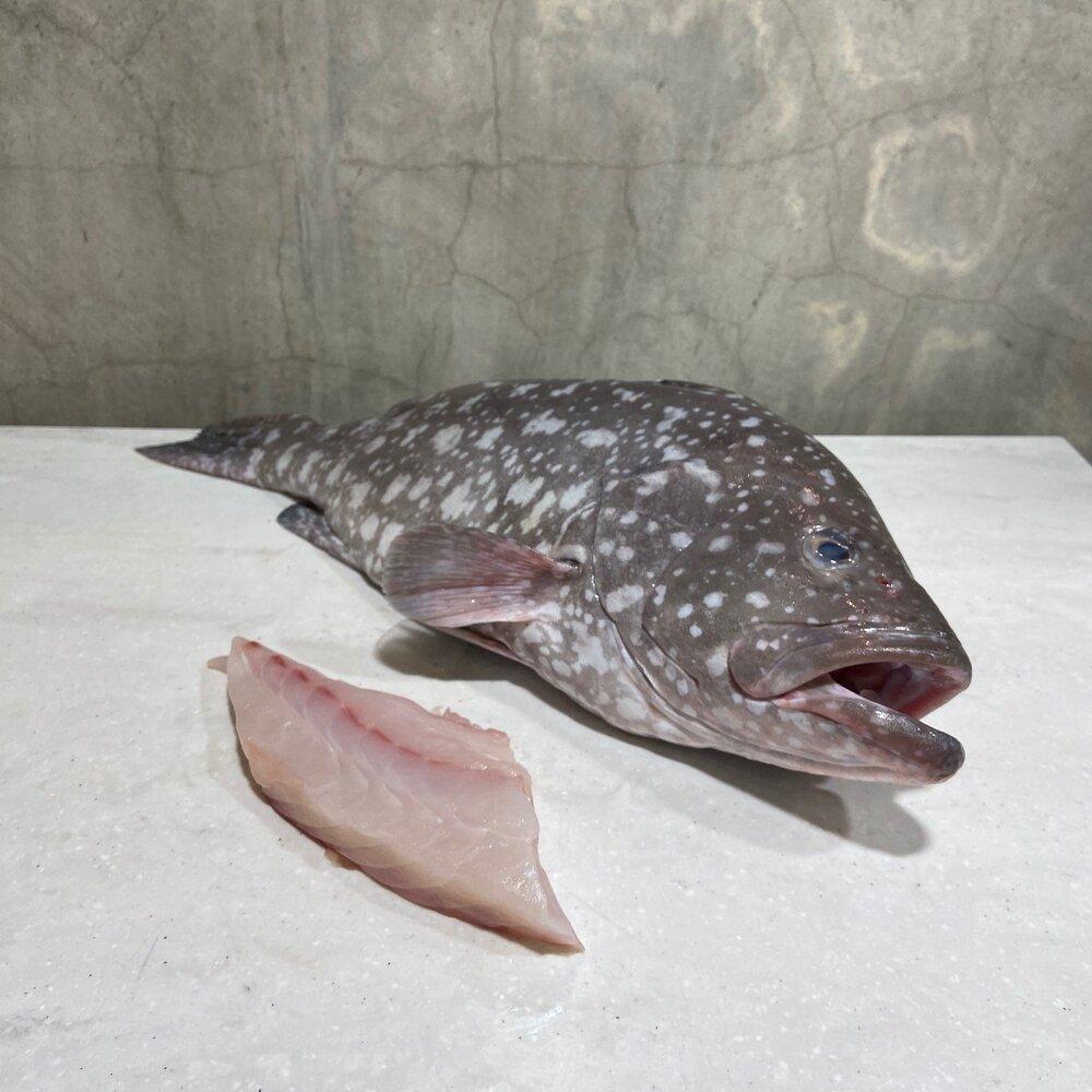 Frozen Cod Fish Carefully Selected Ocean Catch Prepared For Export Markets Demanding Premium Seafood Products