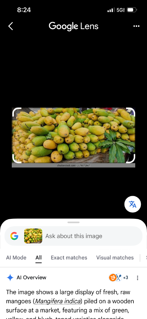 Fresh Lemon