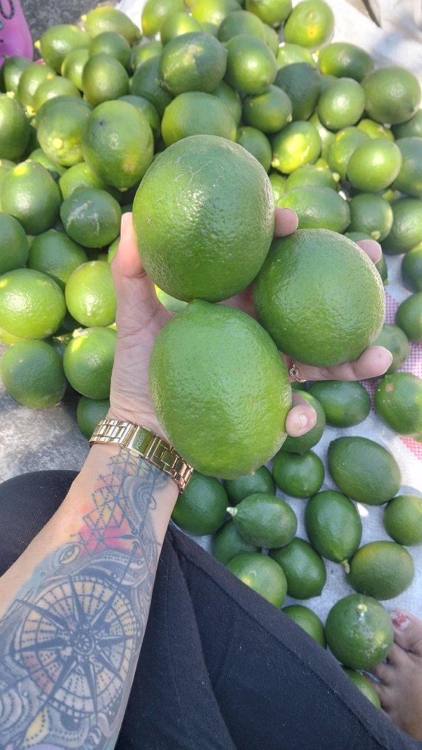 Meyer Lemon