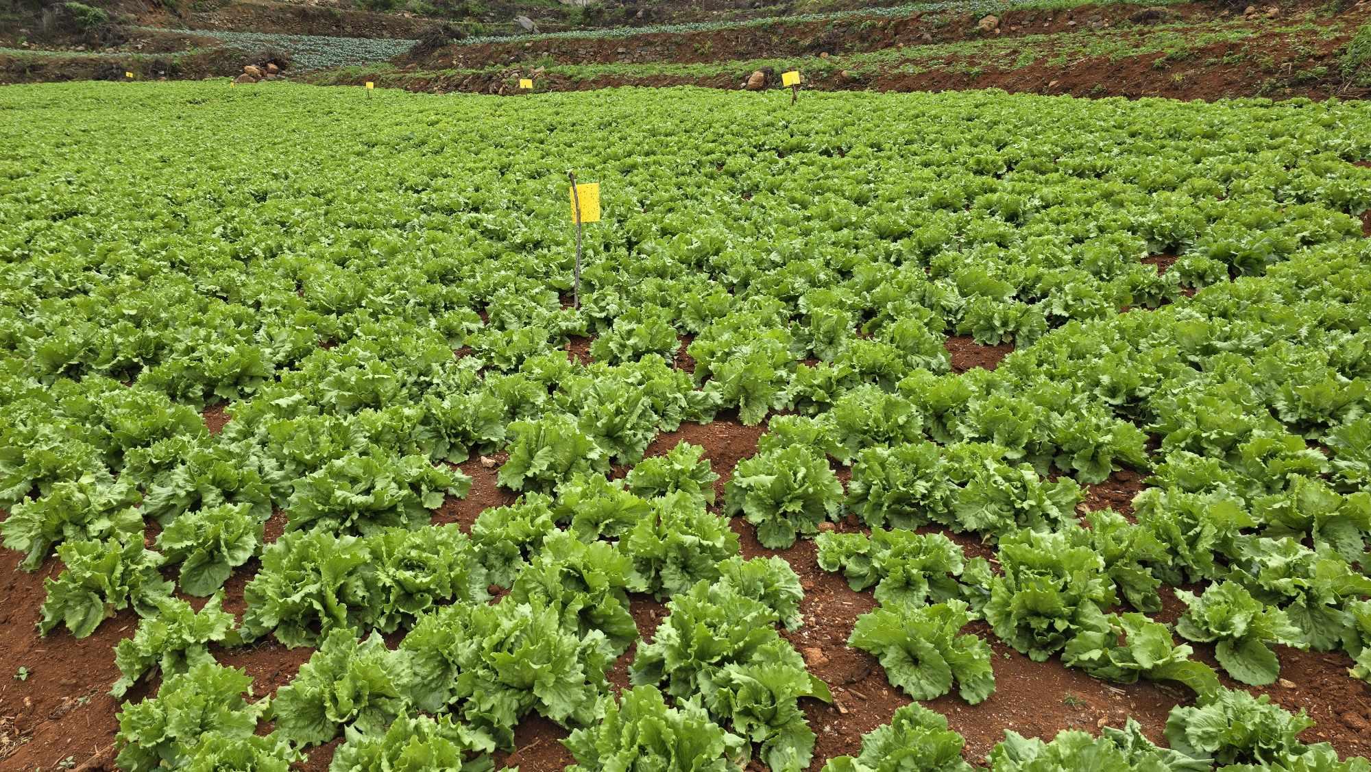 Packaged Iceberg Lettuce
