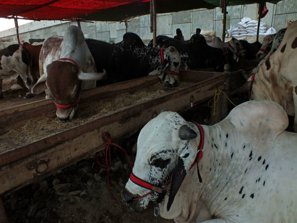 A Comprehensive Guide to Sourcing High-Quality Cattle: Top 3 Cattle Suppliers in Thailand in August 2025