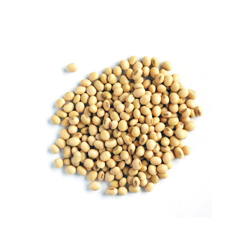 Bulk supply of soybeans ready for sale with premium quality and high protein content