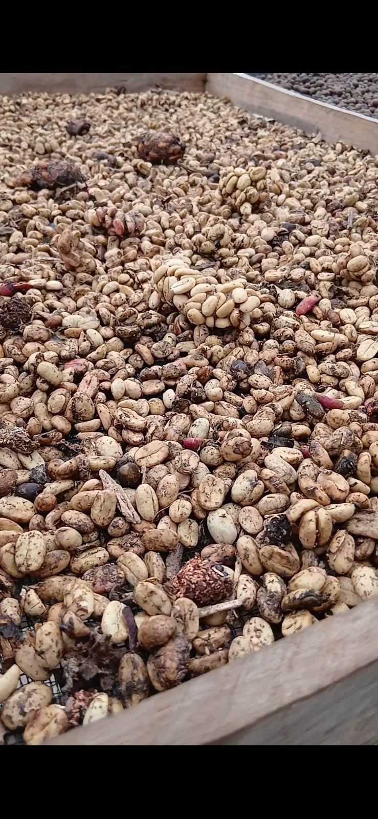Gayo highland coffee process