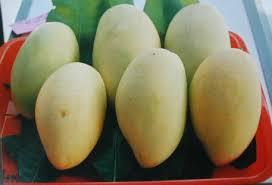 MANGO Firmness Firm Brix Value 11° Or Above Aroma Distinctive Sweet Smell When Ripe Color Yellow To Orange, Depending On