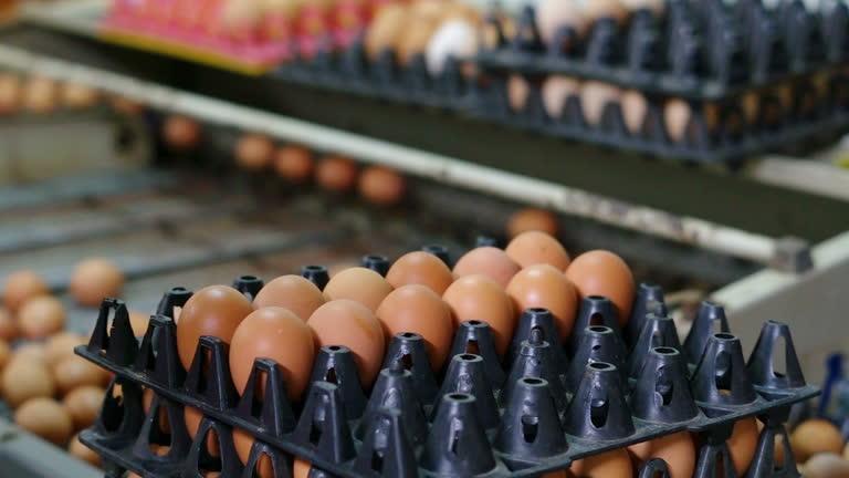 Top 9 Chicken Eggs Suppliers in South Africa in Quarter 2 of 2025