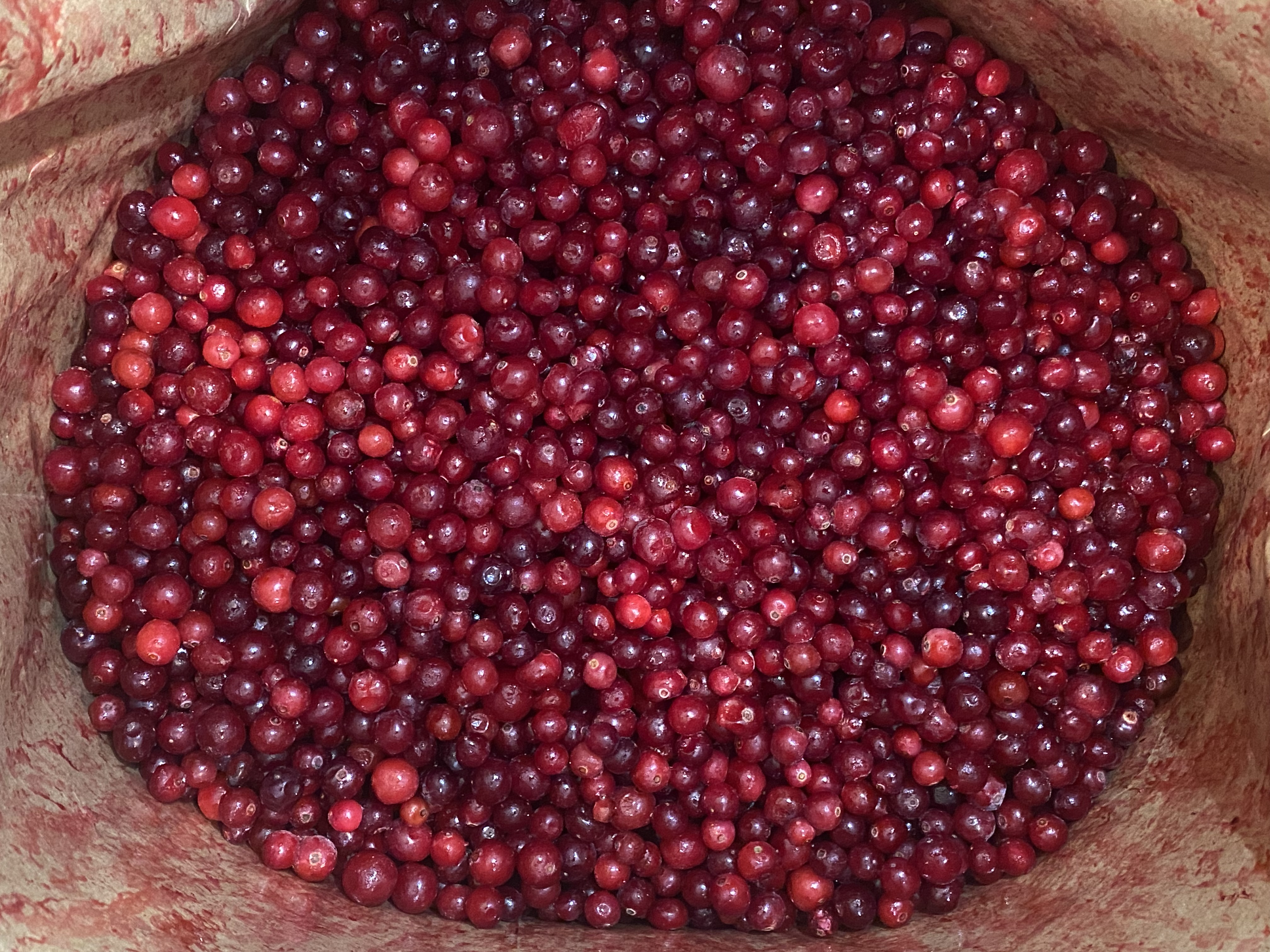 100% Natural Products Food Grade Frozen Berries Organic IQF Box Bag Packaging Frozen Fruit Lingonberry