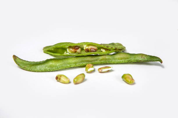 Top 7 Bean Suppliers in Brazil in Year 2025